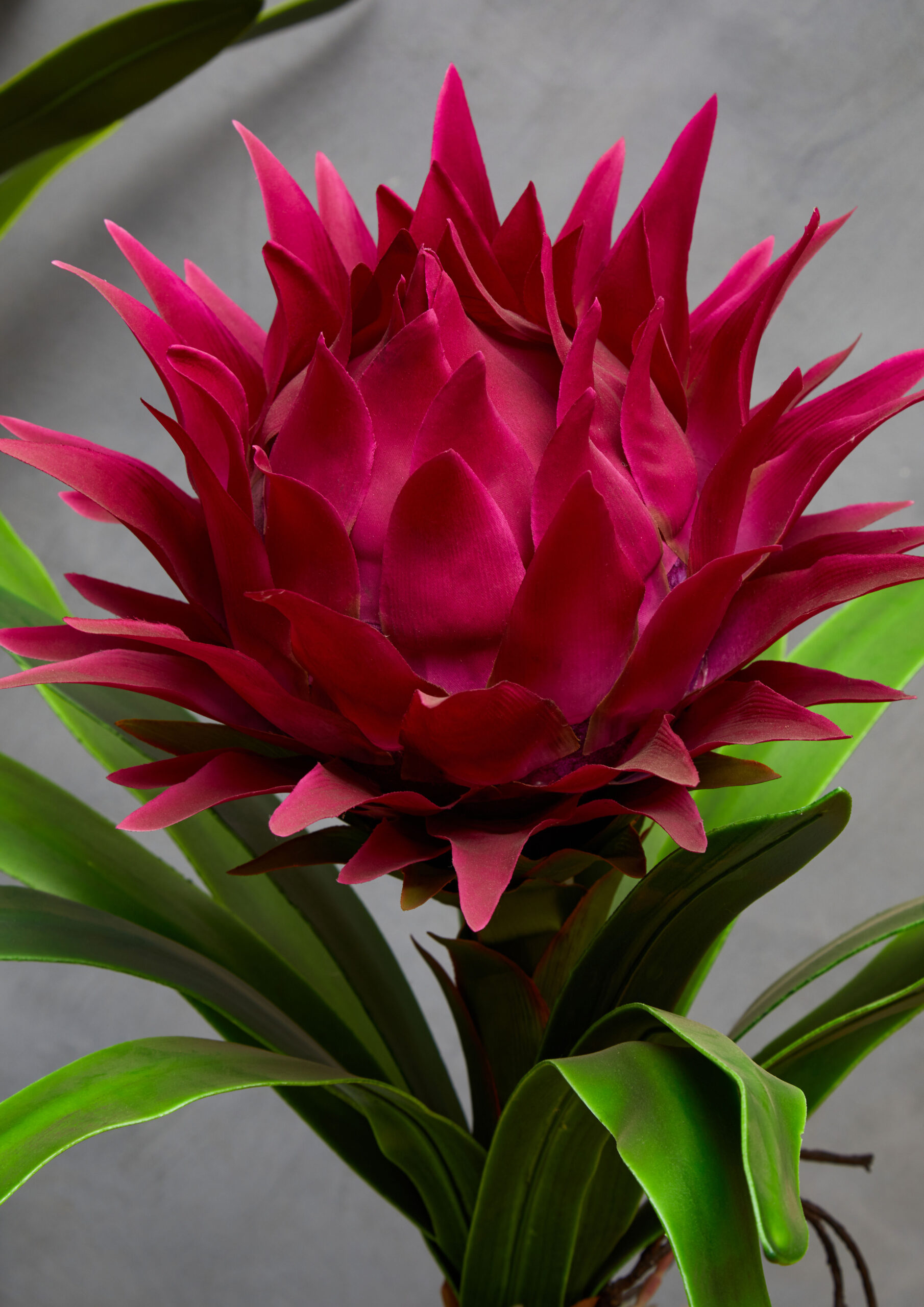 8+ Pink Tropical Plant Pink Tropical Plant with Black Ceramic Pot | Jasmine Rose Interiors
